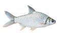 Ommon silver barb fish Royalty Free Stock Photo