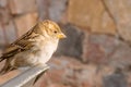 Ommon sparrow or pardal in the foreground Royalty Free Stock Photo