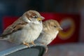 Ommon sparrow or pardal in the foreground Royalty Free Stock Photo