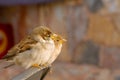 Ommon sparrow or pardal in the foreground Royalty Free Stock Photo