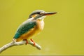 Ommong kingfisher Royalty Free Stock Photo