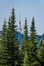 Omni communications antenna on a small tower camouflaged in evergreen trees, mountain ridge and sky in background