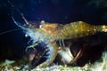 Omnivore animal Palaemon adspersus, Baltic prawn, saltwater decapod crustacean eats a dead shrimp in marine biotope aqua