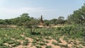 Huge termite mound in Africa, South Ethiopia, Omo valley Royalty Free Stock Photo