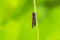 Omocestus rufipes, the woodland grasshopper Royalty Free Stock Photo