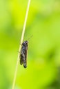 Omocestus rufipes, the woodland grasshopper Royalty Free Stock Photo