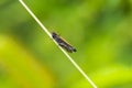 Omocestus rufipes, the woodland grasshopper