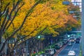 Omotesando autumn leaves