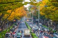 Omotesando autumn leaves