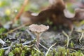 The Omphalina subhapatica is an inedible mushroom