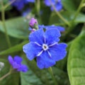 Omphalodes verna Royalty Free Stock Photo