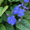 Omphalodes verna Royalty Free Stock Photo