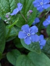 Omphalodes Verna Royalty Free Stock Photo