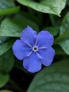 Omphalodes Verna Royalty Free Stock Photo