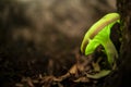 Omphalotus nidiformis Ghost Mushroom Royalty Free Stock Photo