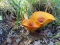 Omphalotus olearius aka Jack-o'-lantern mushroom. Poisonous and Royalty Free Stock Photo