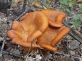 Omphalotus olearius Royalty Free Stock Photo