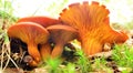 Omphalotus olearius mushroom