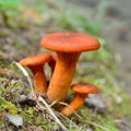 Omphalotus olearius mushroom Royalty Free Stock Photo