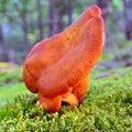 Omphalotus olearius mushroom Royalty Free Stock Photo