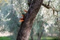 Omphalotus olearius mushroom, olive tree bark fungus Royalty Free Stock Photo