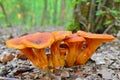 Omphalotus olearius mushroom Royalty Free Stock Photo