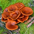 Omphalotus olearius mushroom Royalty Free Stock Photo