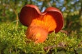 Omphalotus olearius mushroom Royalty Free Stock Photo