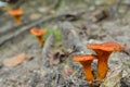 Omphalotus olearius mushroom Royalty Free Stock Photo