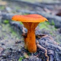 Omphalotus olearius mushroom Royalty Free Stock Photo