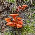 Omphalotus olearius mushrooms Royalty Free Stock Photo