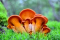 Omphalotus olearius Royalty Free Stock Photo