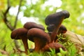 Omphalotus olearius mushroom Royalty Free Stock Photo