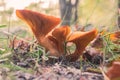 Omphalotus olearius mushrooms growing in the forest Royalty Free Stock Photo