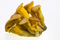 Omphalotus olearius Royalty Free Stock Photo