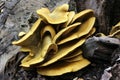 Omphalotus olivascens - Western Jack-O-Lantern Mushroom Royalty Free Stock Photo