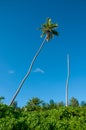 Ona single palm tree against blue sky in a tropical climate Royalty Free Stock Photo