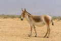 The onager, also known as hemione or Asiatic wild ass, species of the horse family native to Asia. Yotvata Hai Bar Nature Reserve Royalty Free Stock Photo