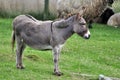 Onager (Equus hemionus)