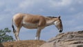 Onager on a hill Royalty Free Stock Photo