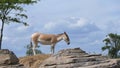 Onager on a hill Royalty Free Stock Photo