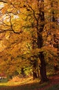 Onange autumn tree