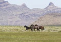 Onaqui wild horses on the run