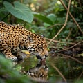 Onca drinking from a water source in a lush dense jungle. Its coat Royalty Free Stock Photo