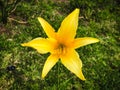 once centred orange day lily
