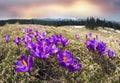 Crocuses spring Chornogory Royalty Free Stock Photo