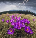 Crocuses spring Chornogory Royalty Free Stock Photo