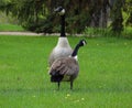 Canada goose - North American goose