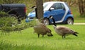 Canada goose - North American goose