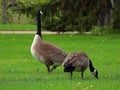 Canada goose - North American goose